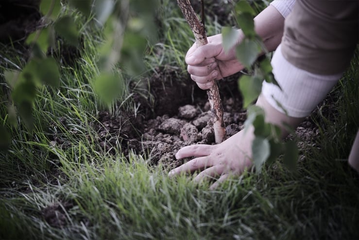Hands planting a tree-1