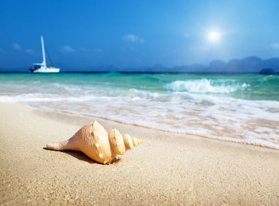 seashell on the beach.
