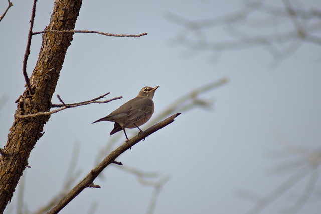 Bird By Beautiful Bird